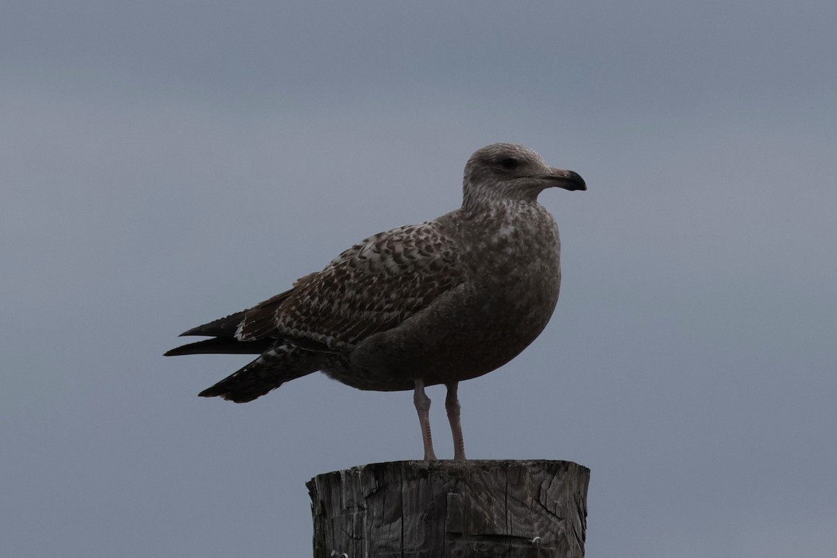 American Herring Gull - ML646894071