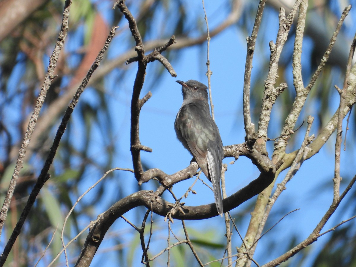 Gray-bellied Cuckoo - ML646894072