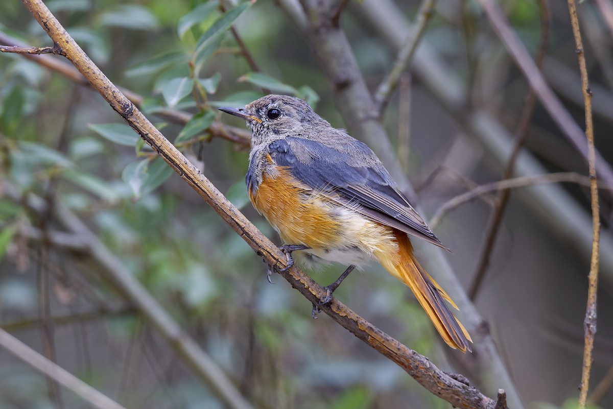 ジョウビタキ - ML646894073