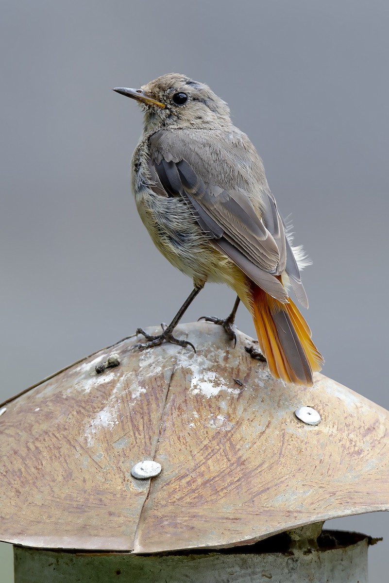 ジョウビタキ - ML646894074