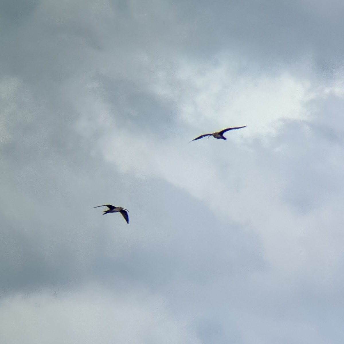 ダイシャクシギ属 - ML646894075