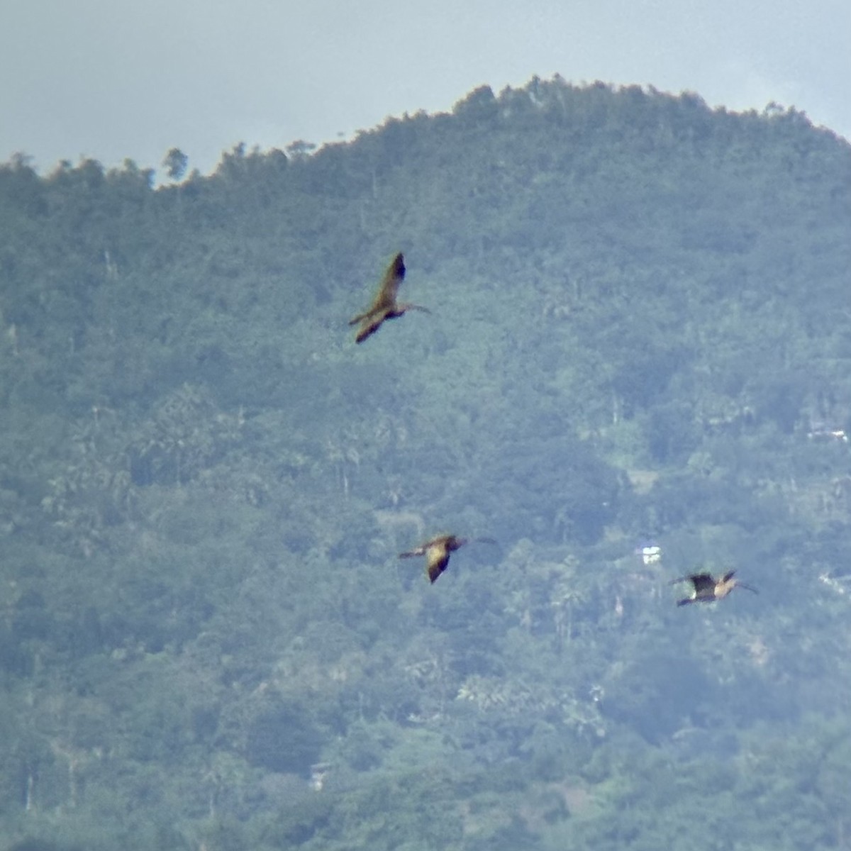 ダイシャクシギ属 - ML646894077