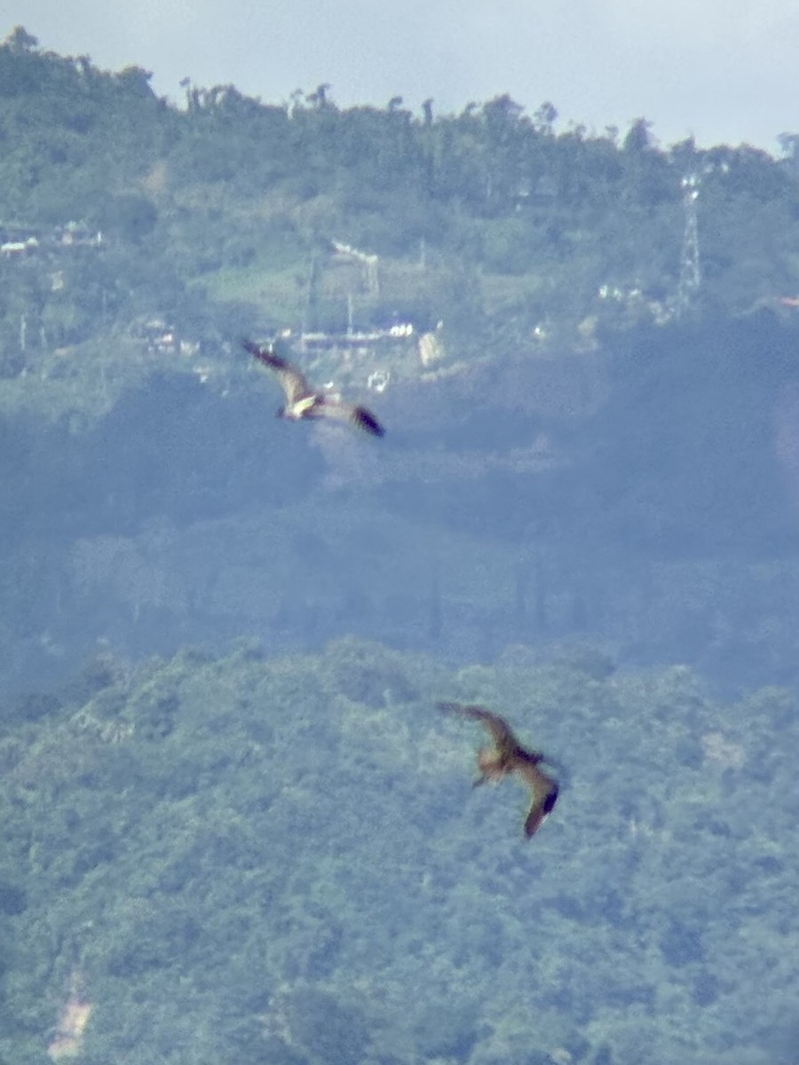 ダイシャクシギ属 - ML646894078