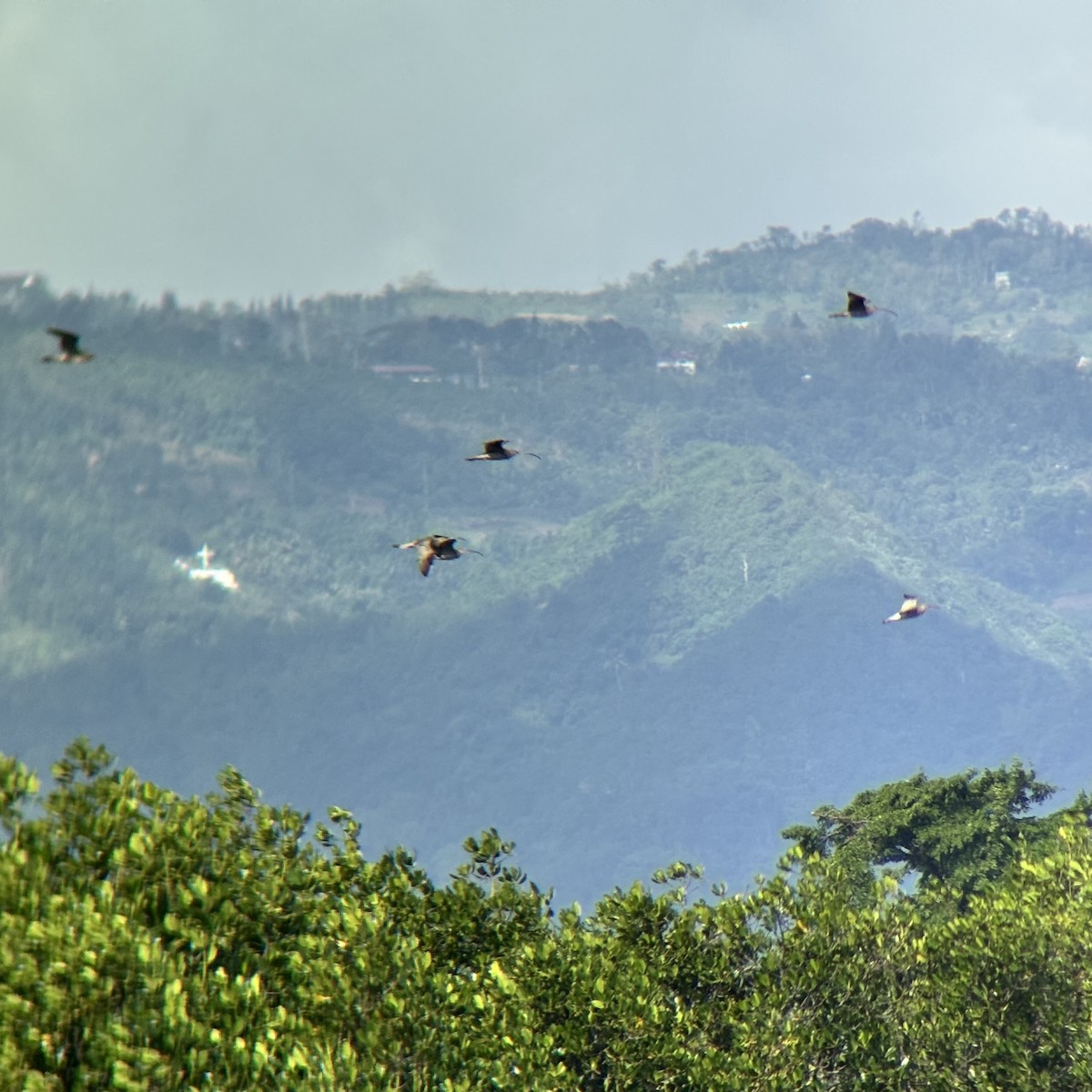 ダイシャクシギ属 - ML646894080