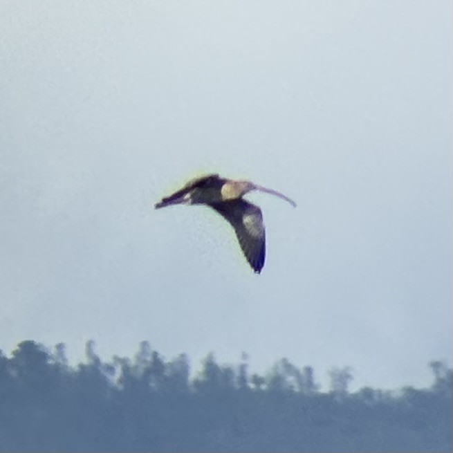 ダイシャクシギ属 - ML646894081