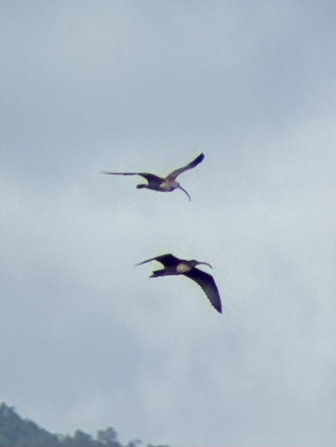 ダイシャクシギ属 - ML646894082