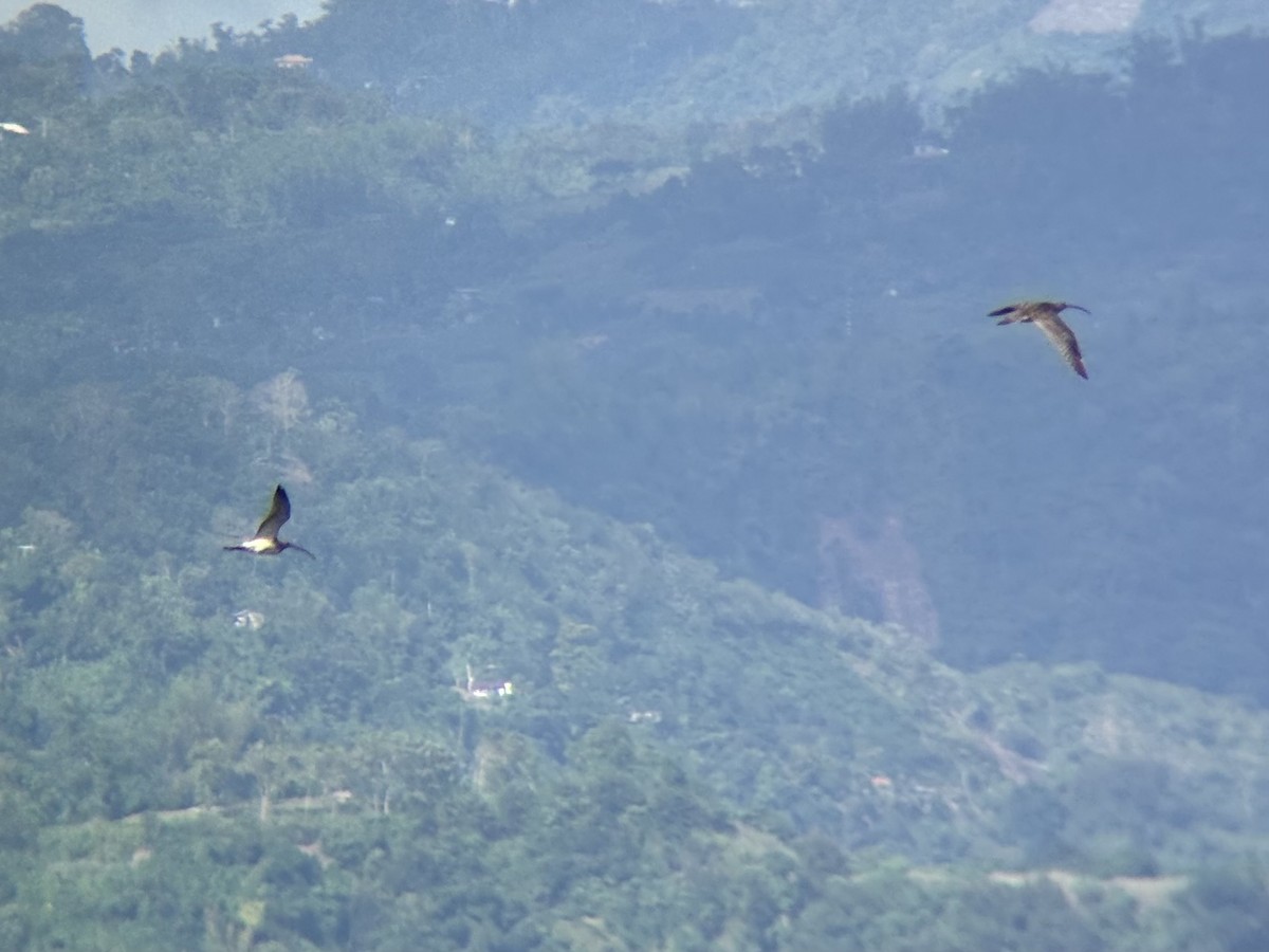 ダイシャクシギ属 - ML646894083