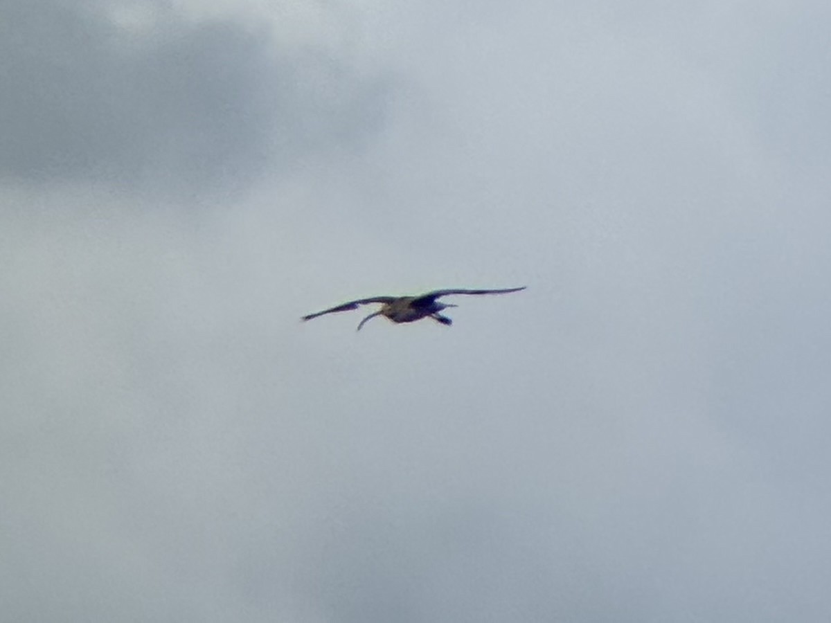 ダイシャクシギ属 - ML646894084