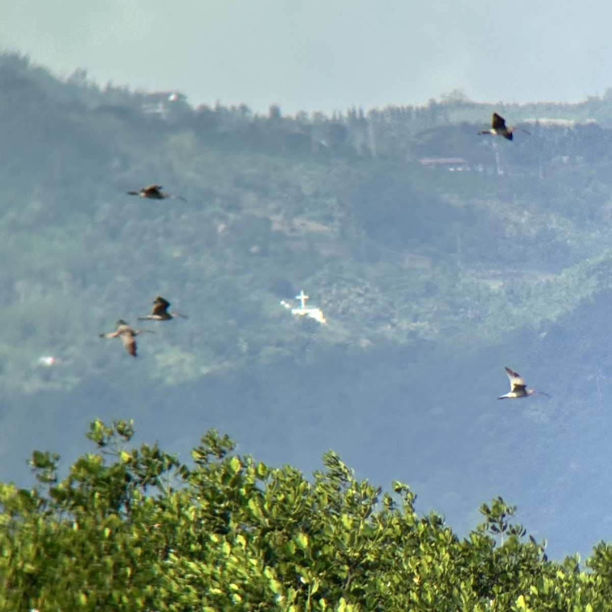 ダイシャクシギ属 - ML646894085