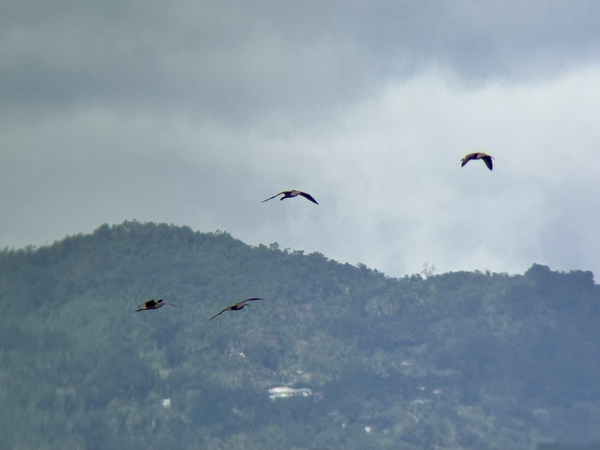 ダイシャクシギ属 - ML646894086