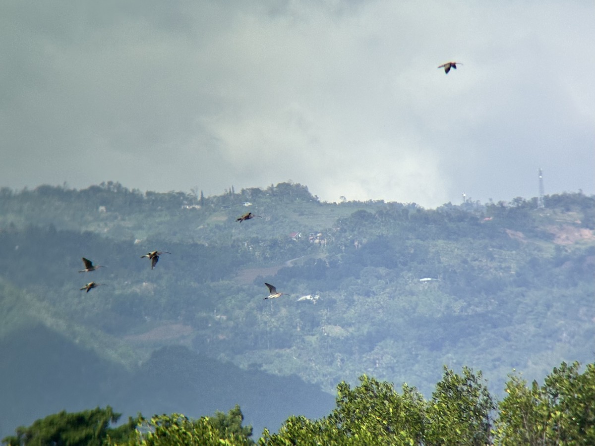 ダイシャクシギ属 - ML646894087