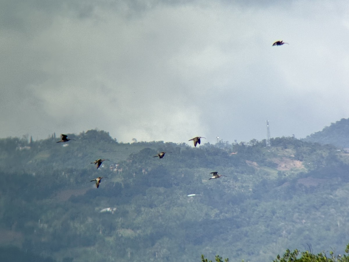 ダイシャクシギ属 - ML646894088