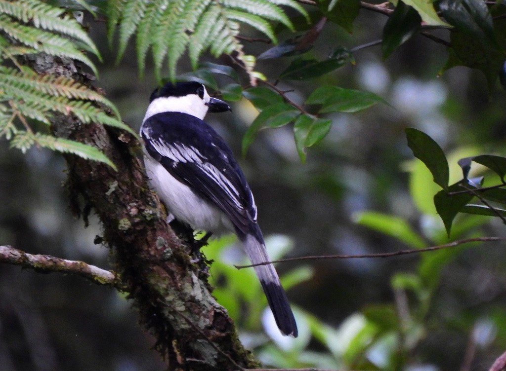 Ванга гачкодзьоба - ML646894090