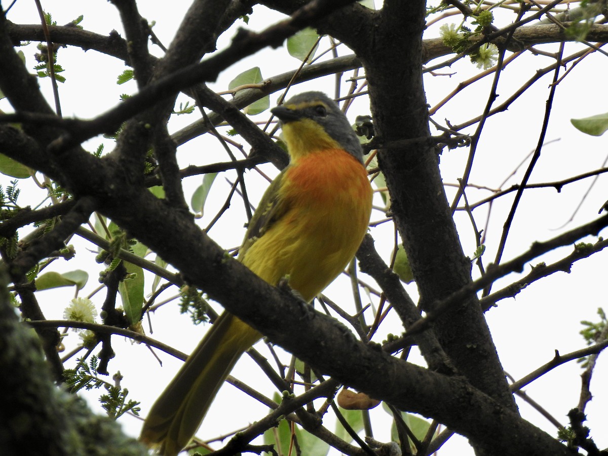 Sulphur-breasted Bushshrike - ML646894091