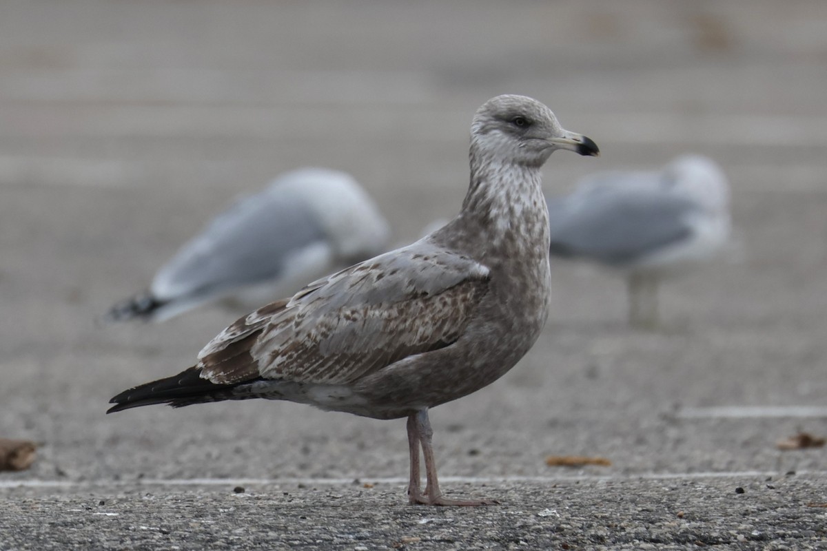 Американская чайка - ML646894092