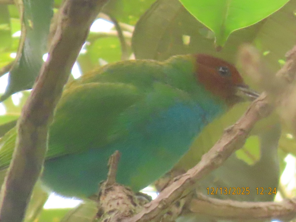 チャガシラフウキンチョウ - ML646894093