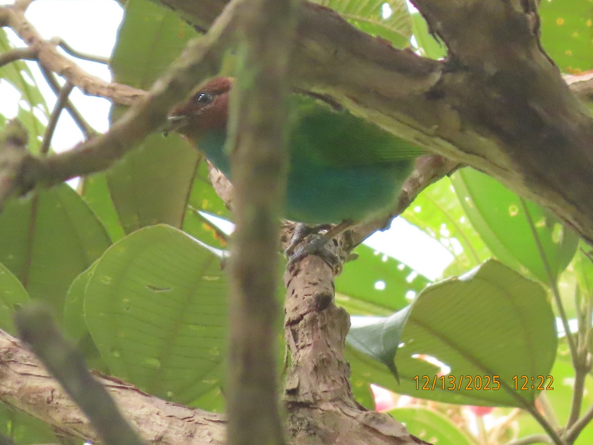 チャガシラフウキンチョウ - ML646894094