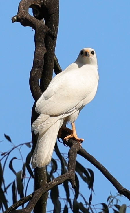 Gray Goshawk - ML646894099