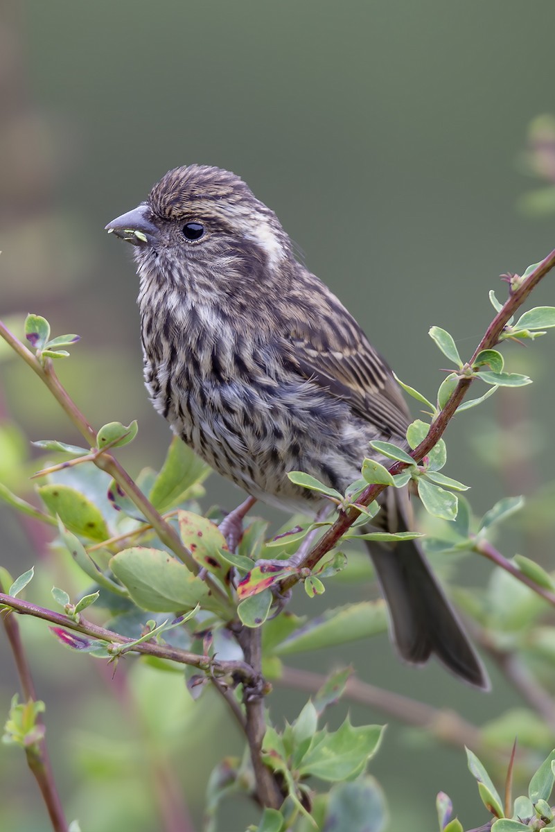 Chinese White-browed Rosefinch - ML646894100