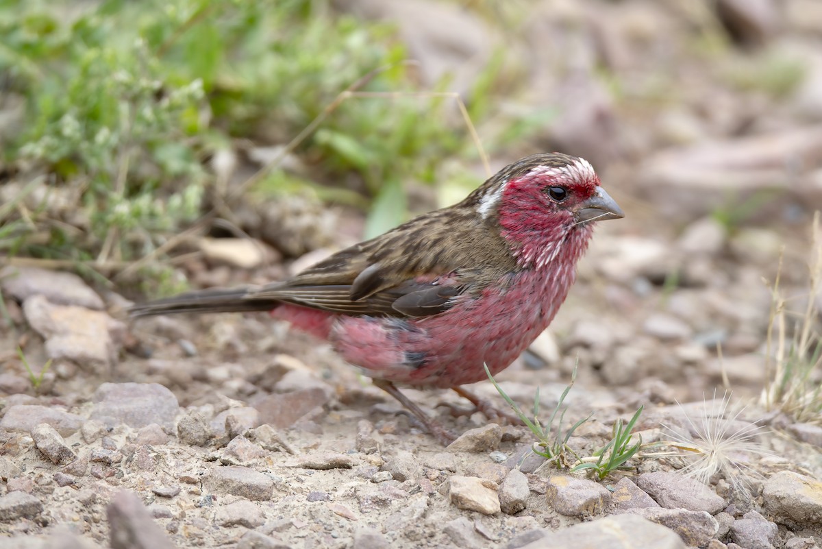 Chinese White-browed Rosefinch - ML646894101