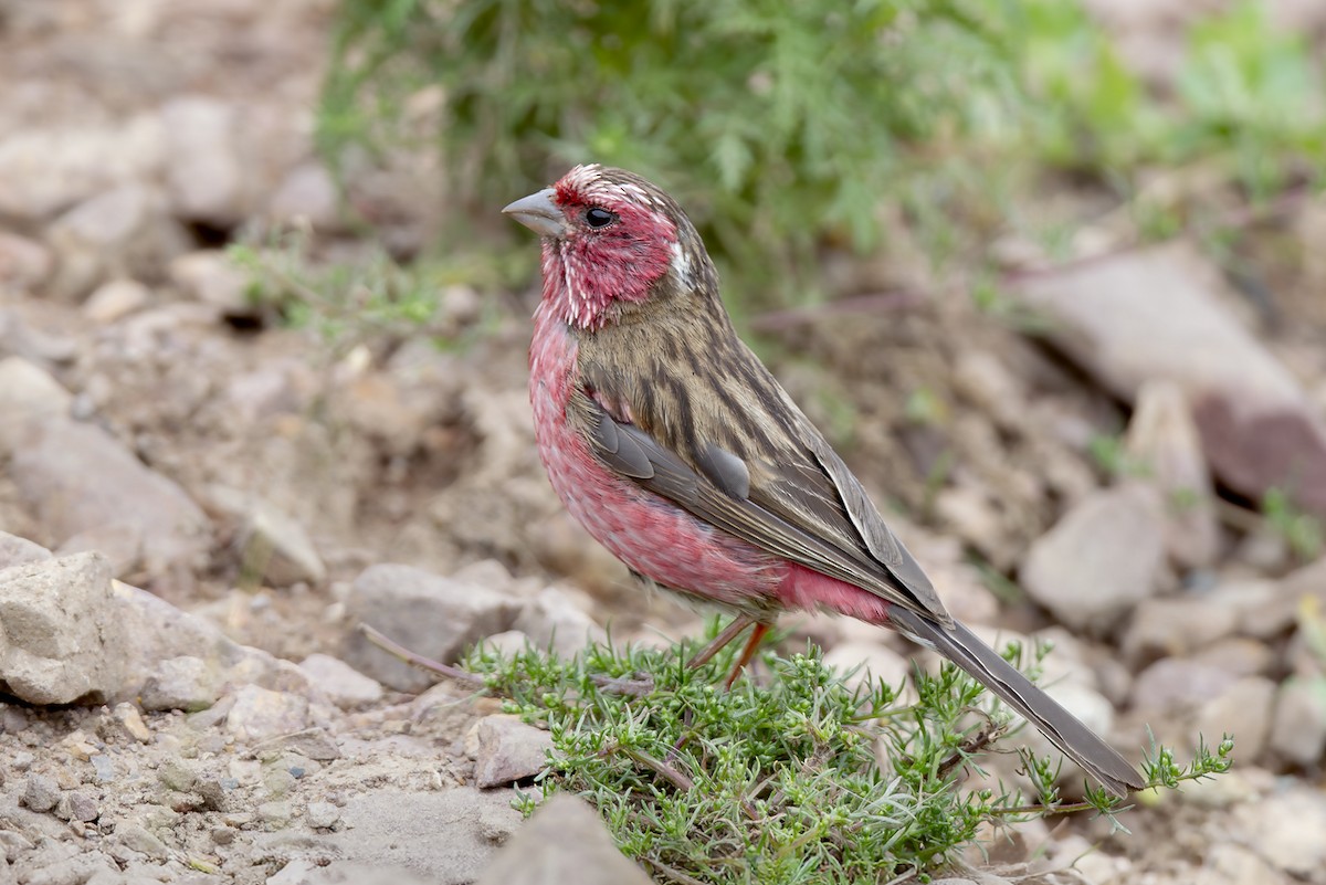 Chinese White-browed Rosefinch - ML646894102