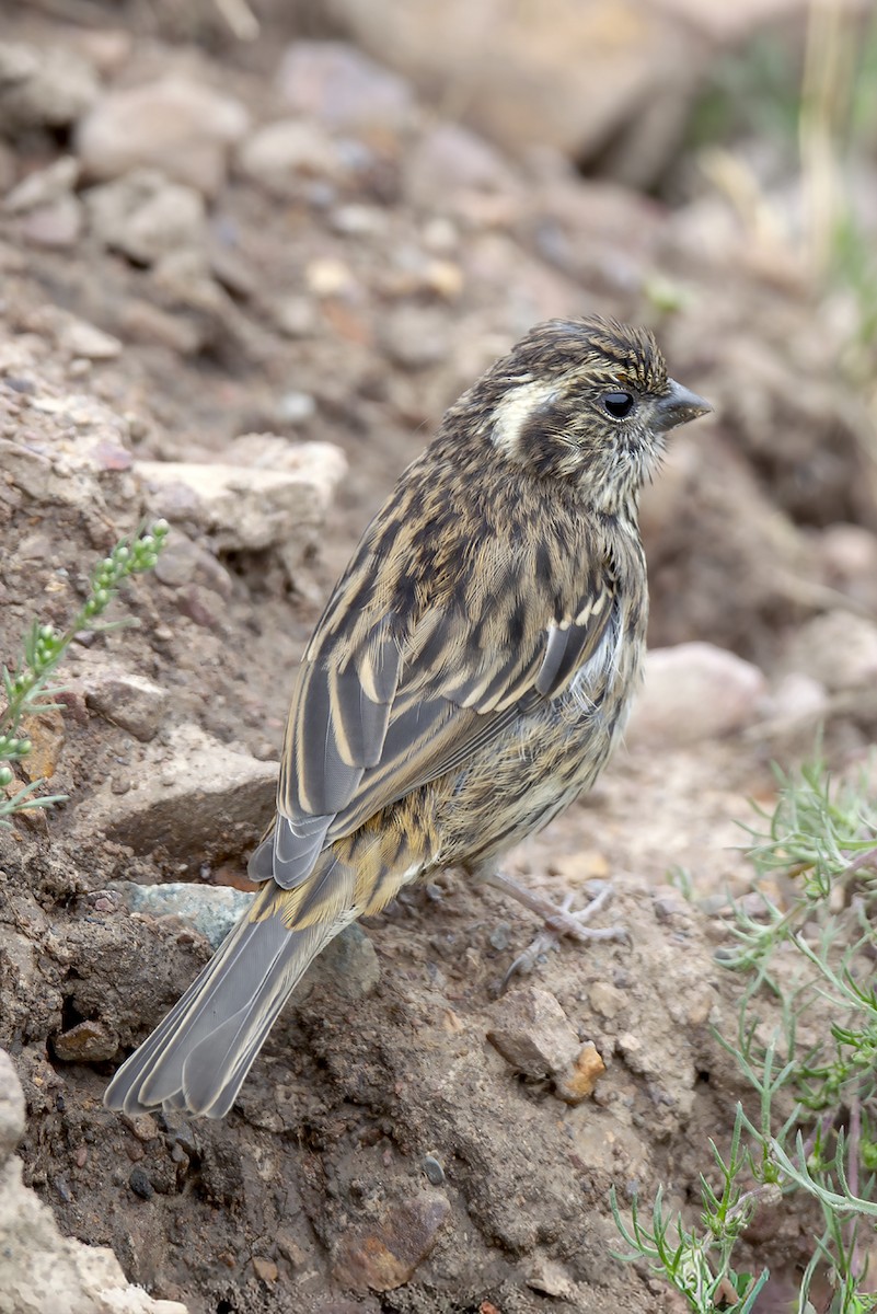Chinese White-browed Rosefinch - ML646894103