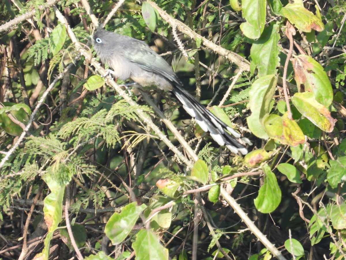 Blue-faced Malkoha - ML646894104