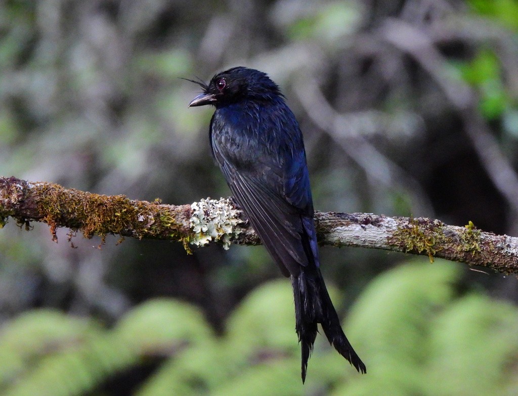 Дронго чубатий - ML646894107