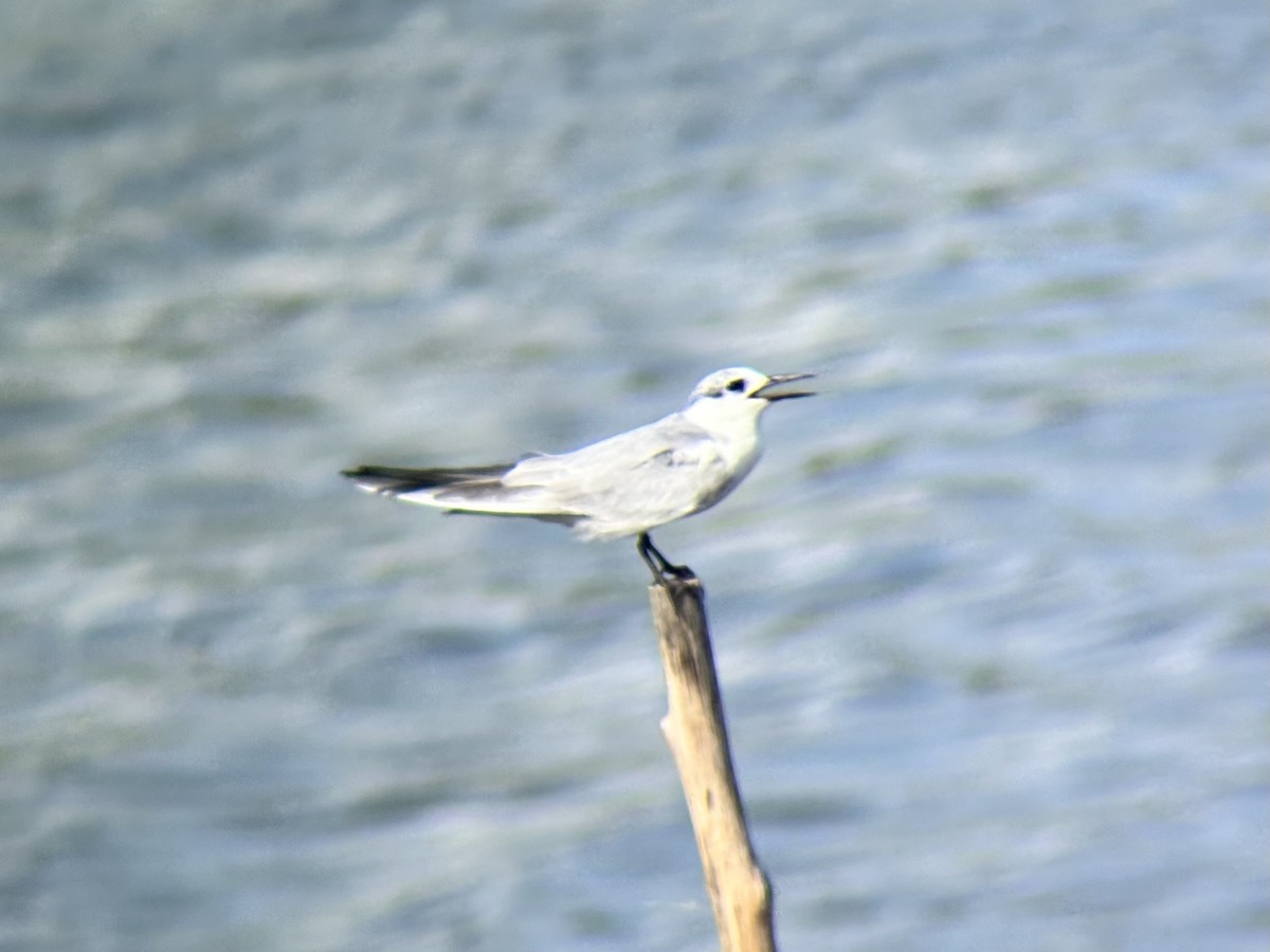 クロハラアジサシ - ML646894108