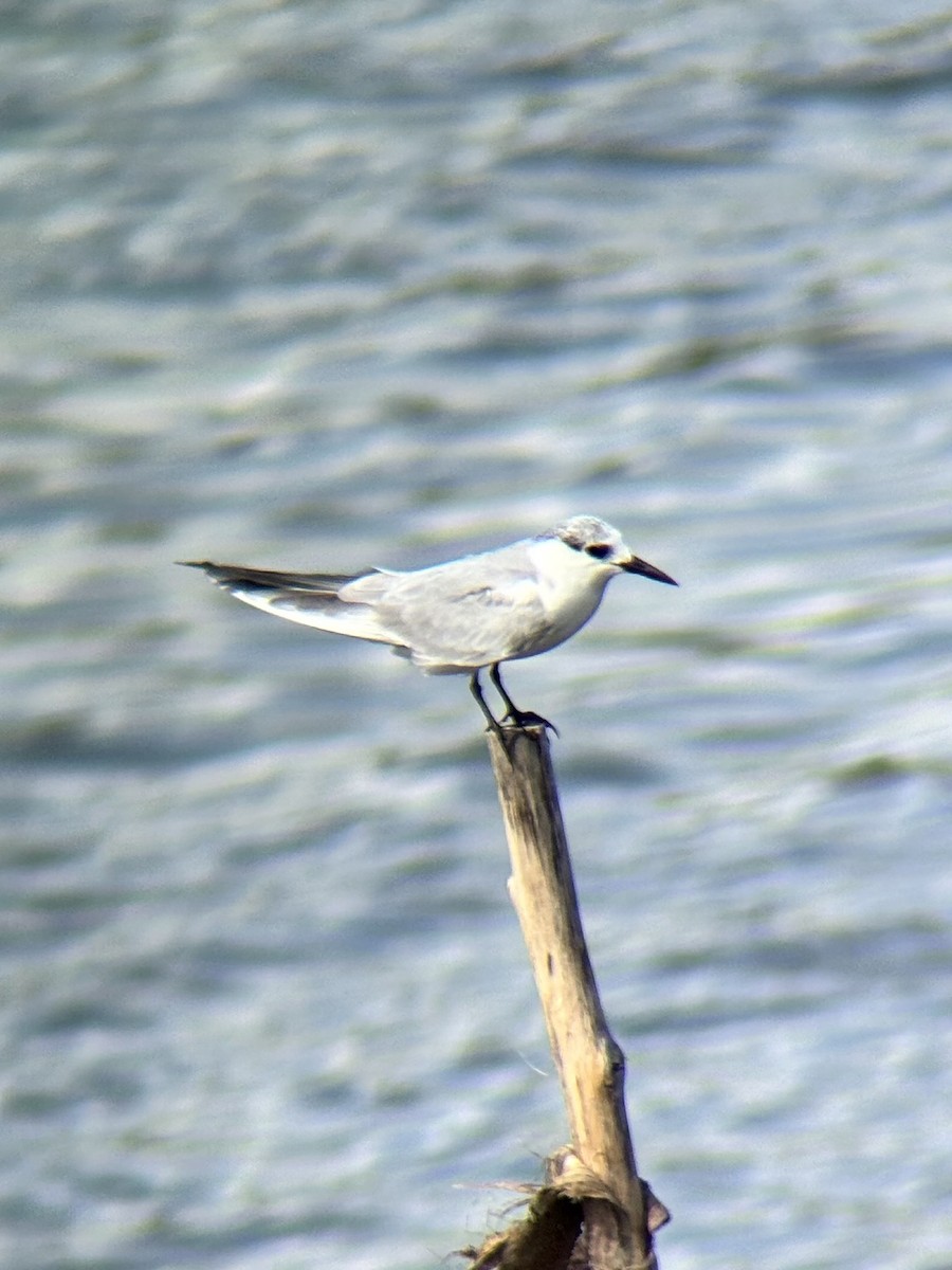 クロハラアジサシ - ML646894109