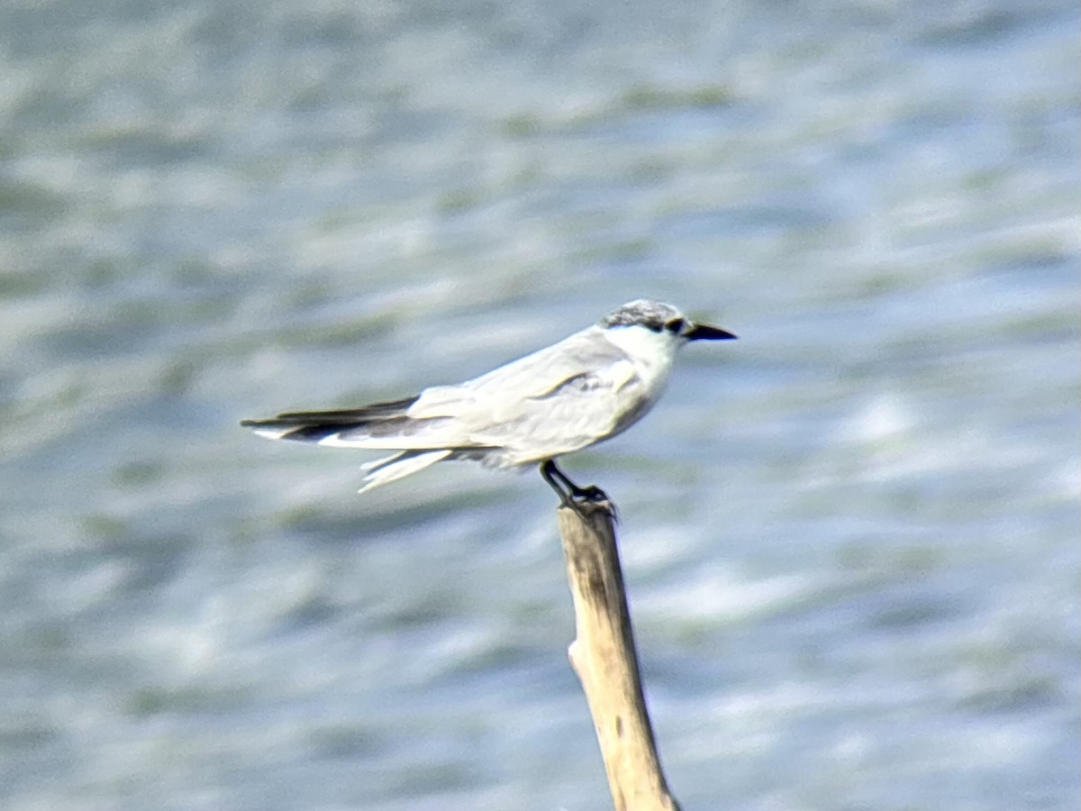 クロハラアジサシ - ML646894110