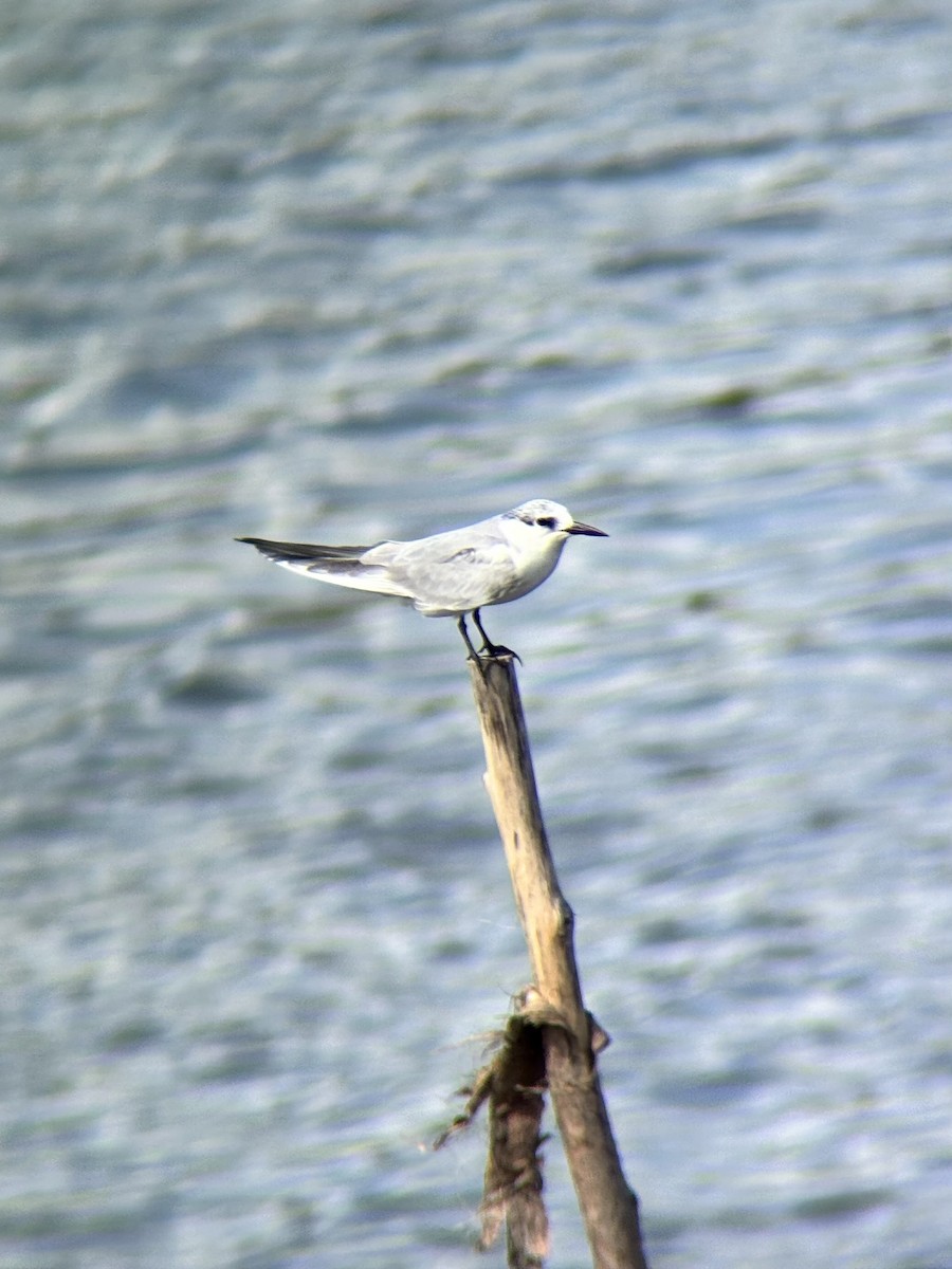 クロハラアジサシ - ML646894111