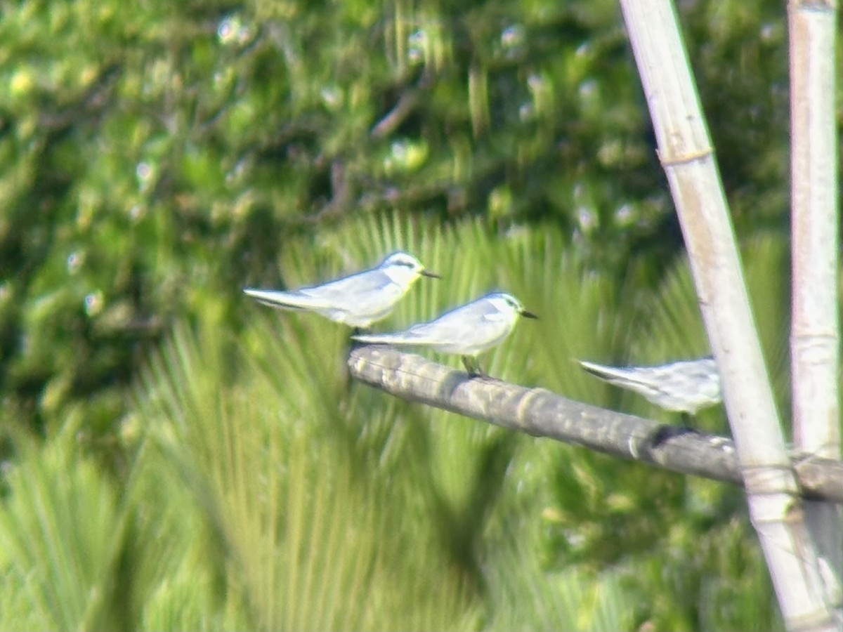 クロハラアジサシ - ML646894112