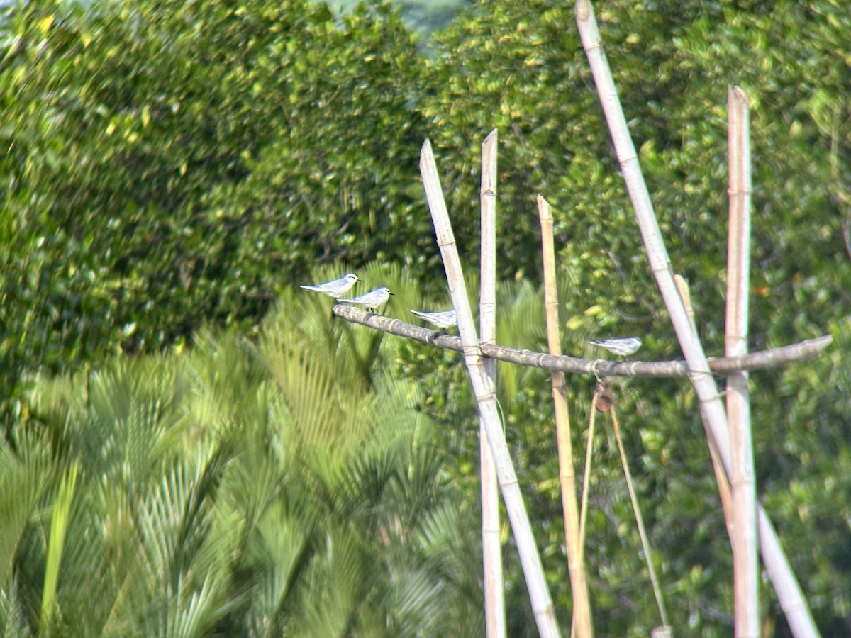 クロハラアジサシ - ML646894113