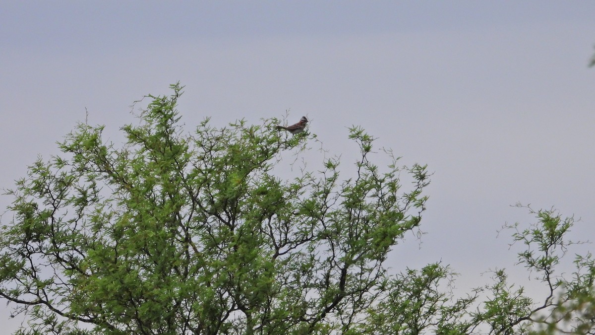 Morgenammer - ML646894114