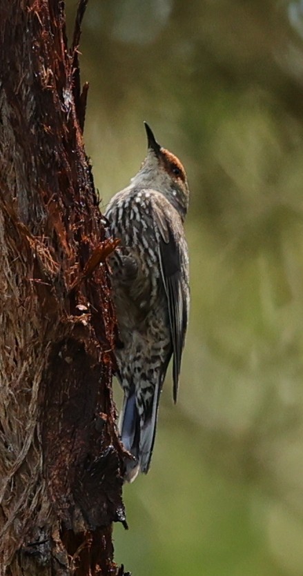 Red-browed Treecreeper - ML646894115