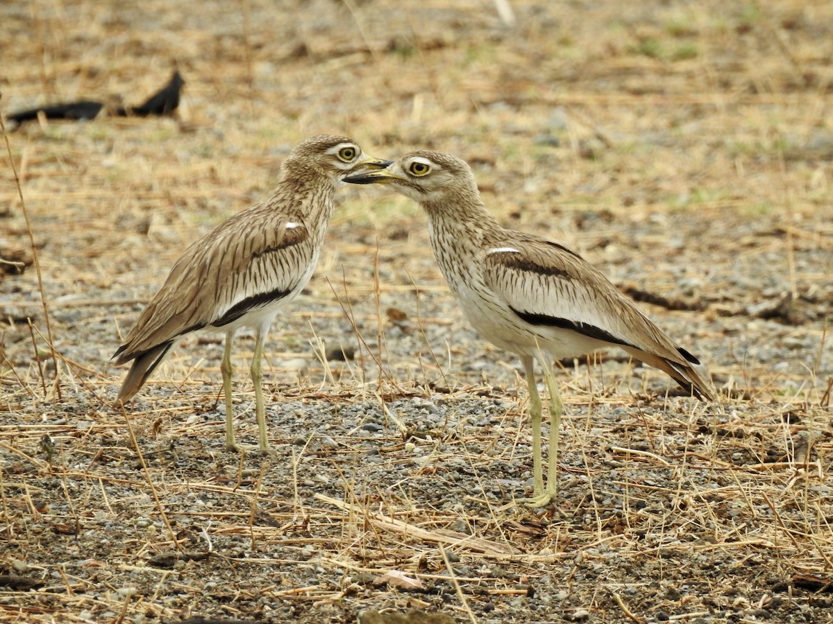 Лежень річковий - ML646894118