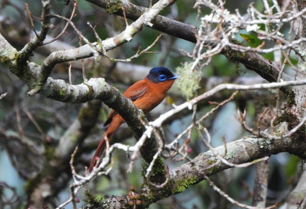 Монарх-довгохвіст мадагаскарський - ML646894119