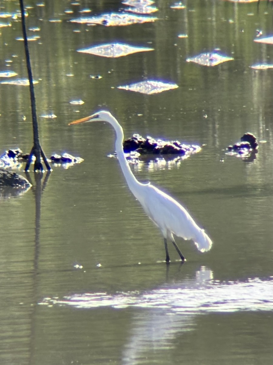 ダイサギ - ML646894121