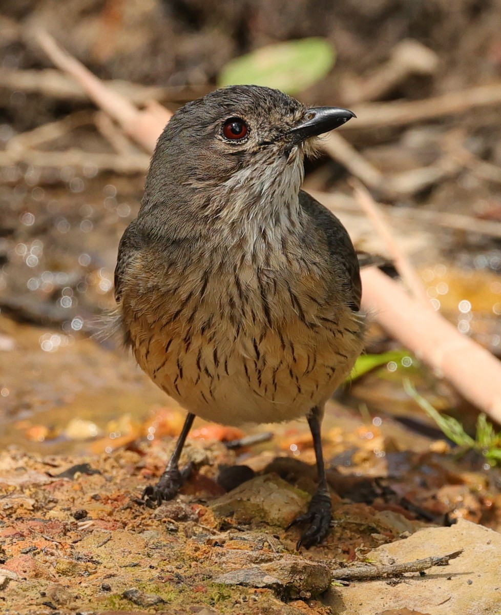 Rufous Whistler - ML646894124