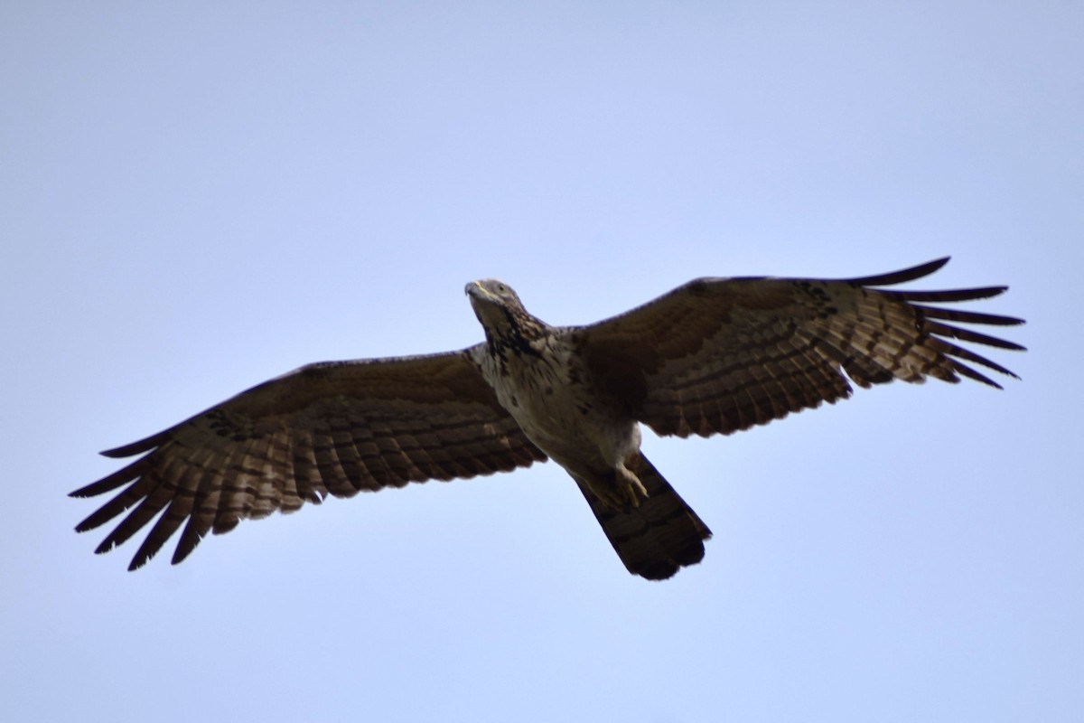 Bondrée orientale - ML646894128