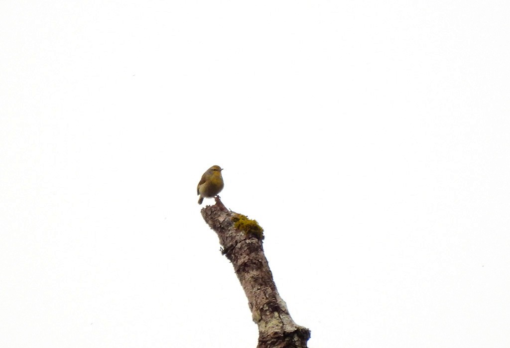 Ереса сірошия - ML646894131