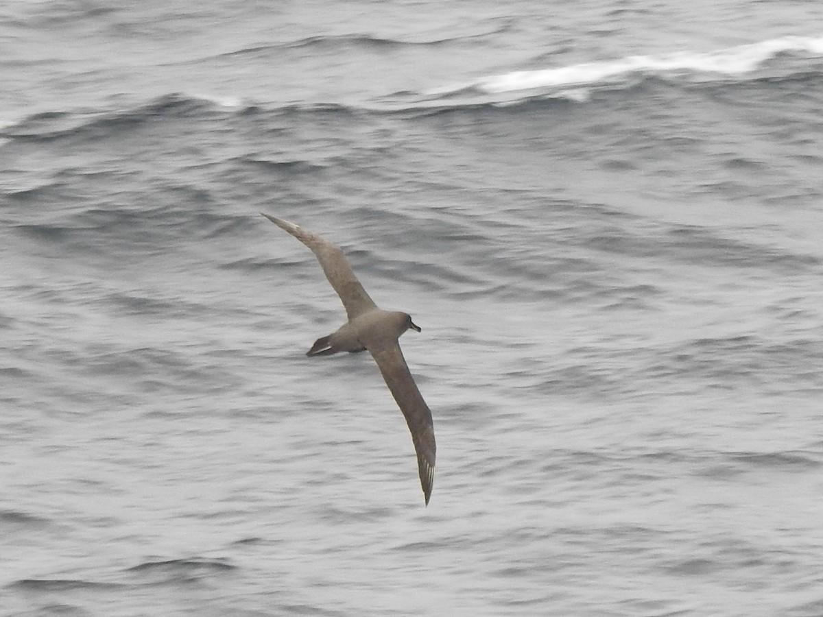 Light-mantled Albatross - ML646894136