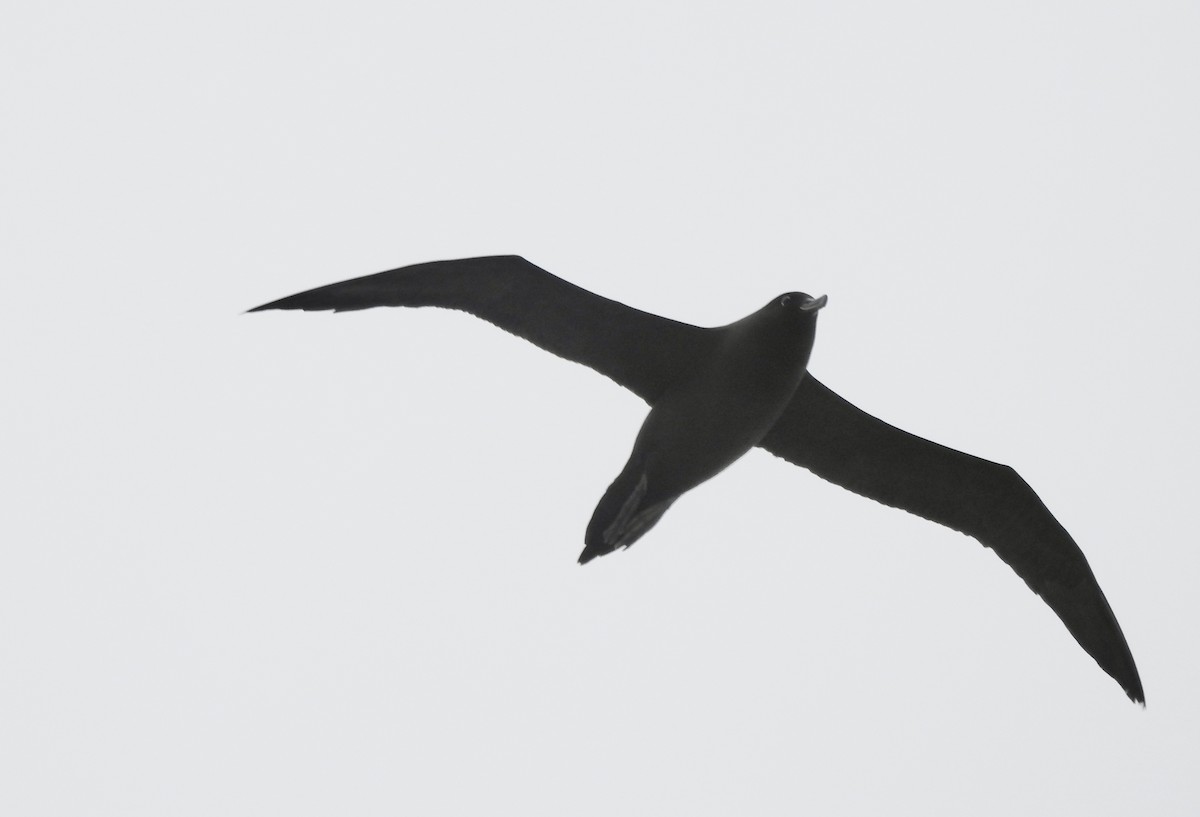 Light-mantled Albatross - ML646894137