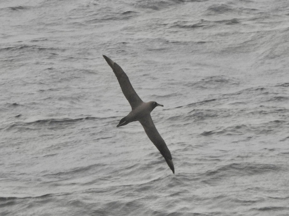 Light-mantled Albatross - ML646894139