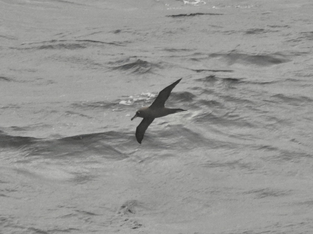 Light-mantled Albatross - ML646894140