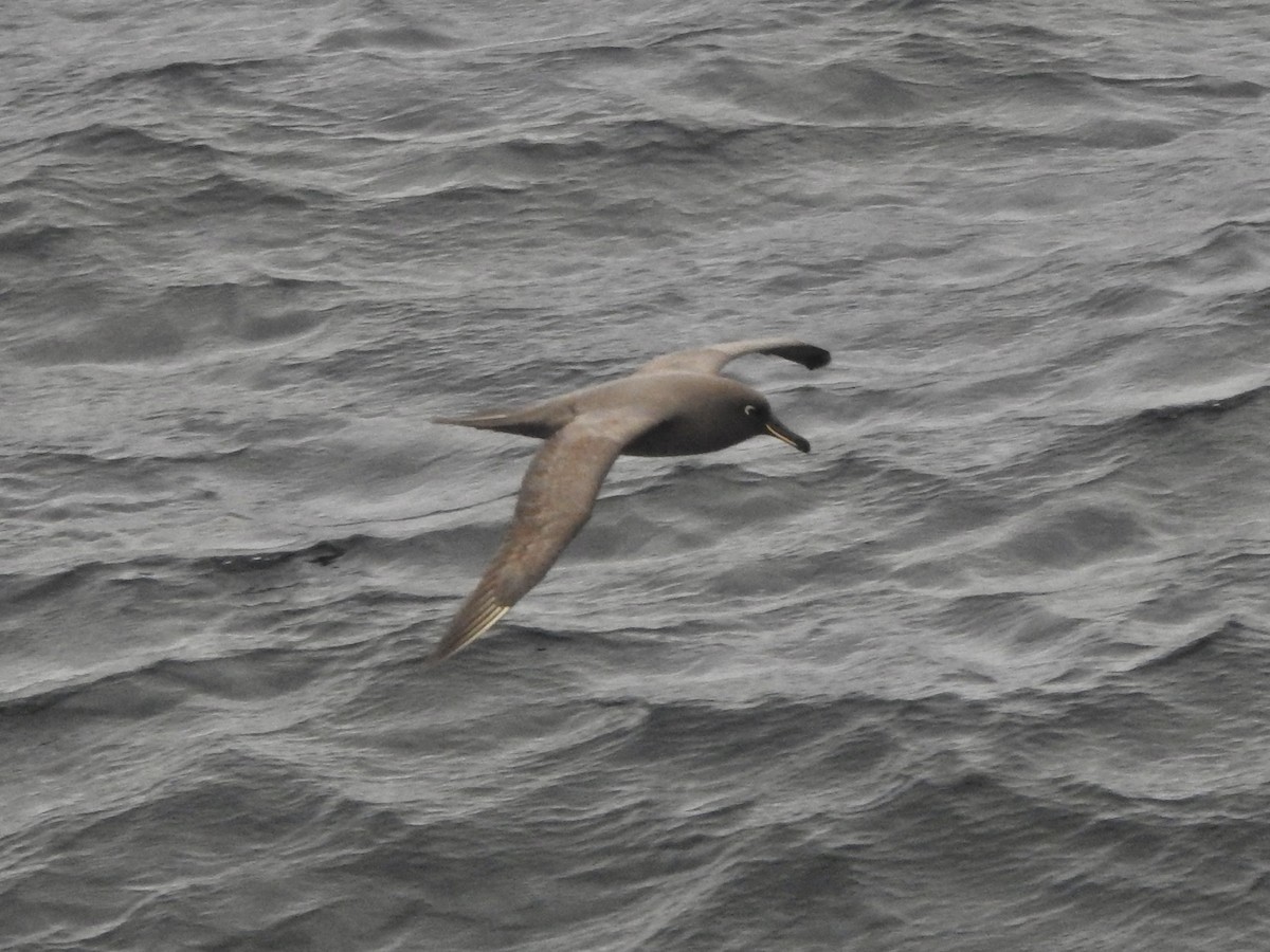 Light-mantled Albatross - ML646894141