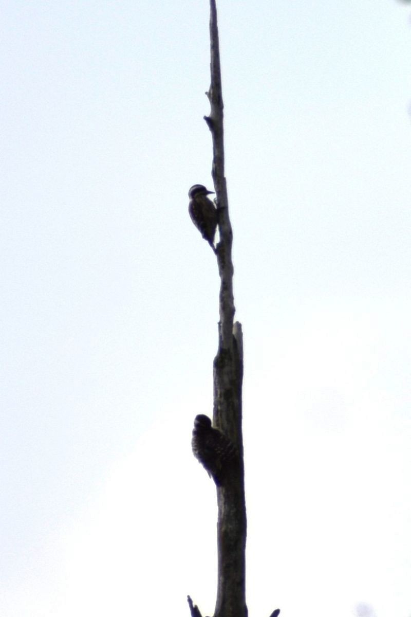Sunda Pygmy Woodpecker - ML646894143