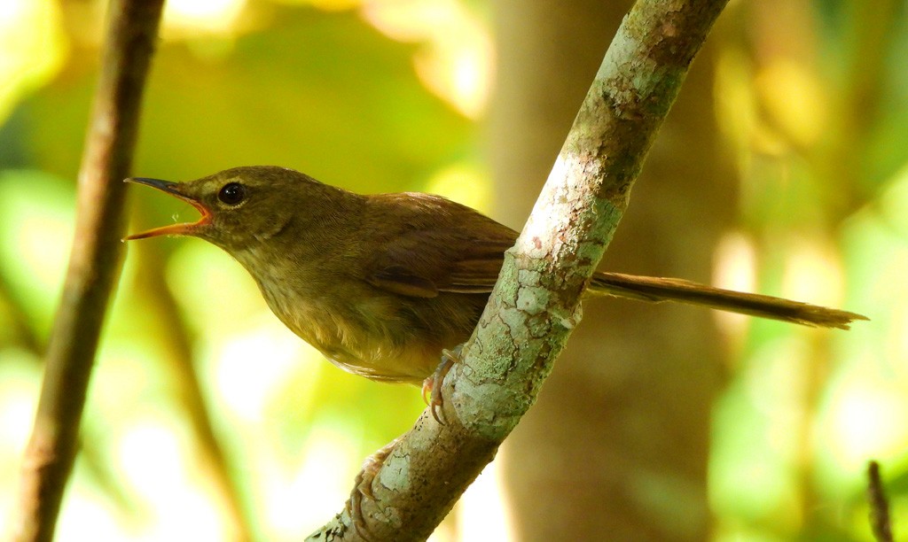 Цикіріті мадагаскарський - ML646894144