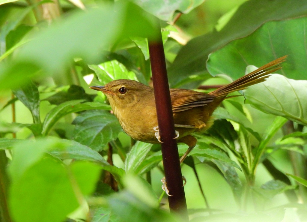 Цикіріті мадагаскарський - ML646894145